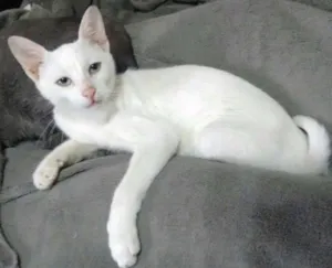 Gato raça Srd idade 2 a 6 meses nome Chica