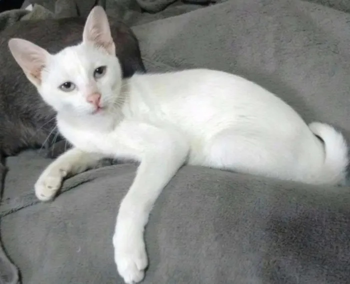Gato ra a Srd idade 2 a 6 meses nome Chica