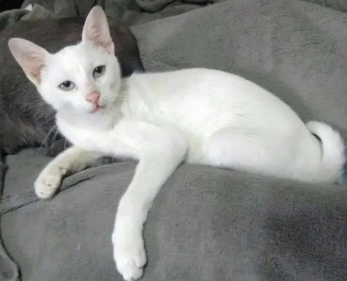 Gato ra a Srd idade 2 a 6 meses nome Chica