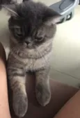 Felix