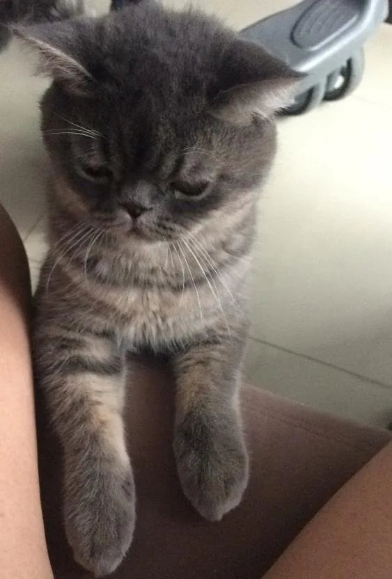 Gato ra a Persa idade 7 a 11 meses nome Felix