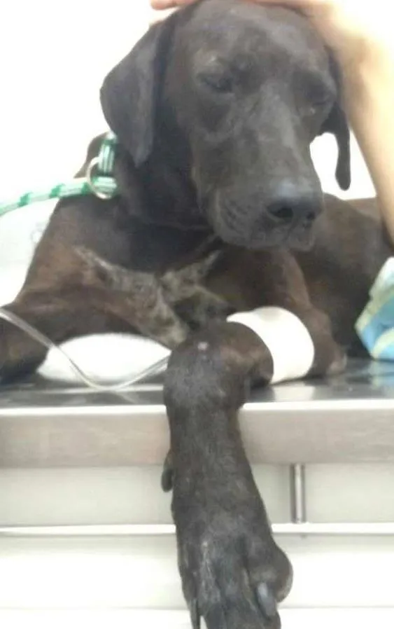Cachorro ra a Vira Lata idade 1 ano nome Chape