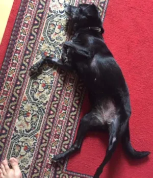 Cachorro raça vira-lata idade 6 ou mais anos nome Lucky