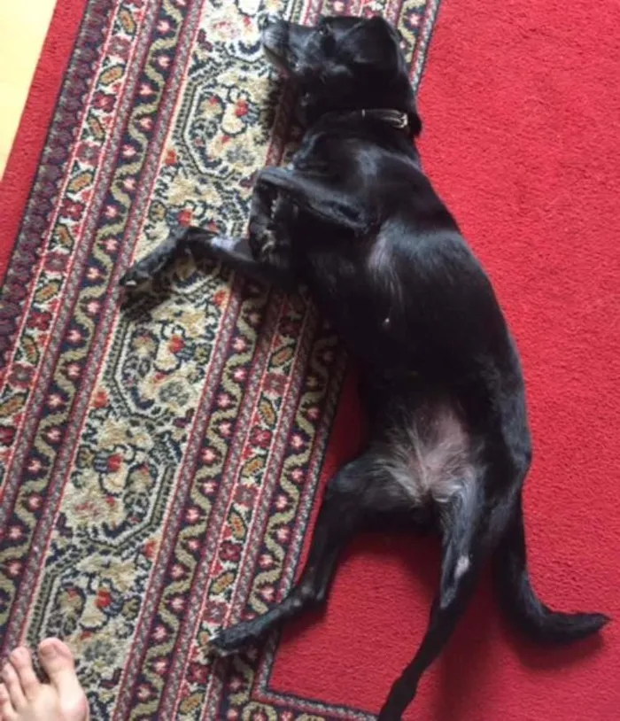 Cachorro ra a vira-lata idade 6 ou mais anos nome Lucky