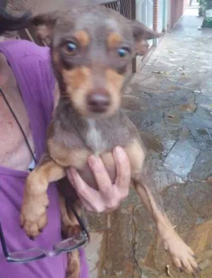 Cachorro raça  idade  nome Caila