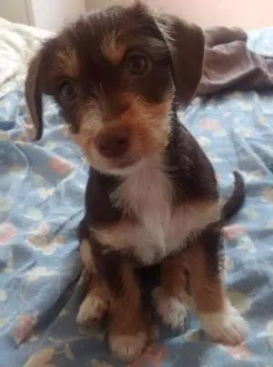 Cachorro raça Srd idade 2 a 6 meses nome Lola
