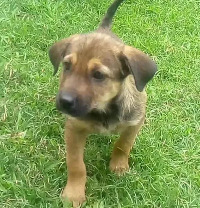 Cachorro ra a Desconhecida idade 2 a 6 meses nome Bob