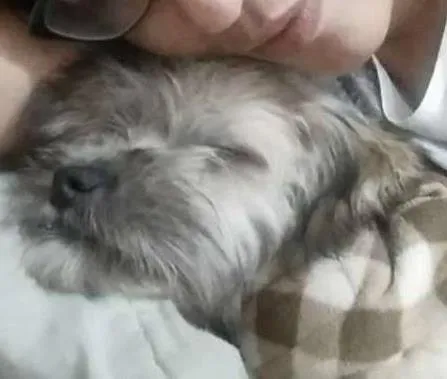 Cachorro ra a Mistura idade 2 a 6 meses nome Lunna