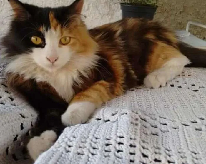 Gato ra a Sem raça idade 1 ano nome Mikau