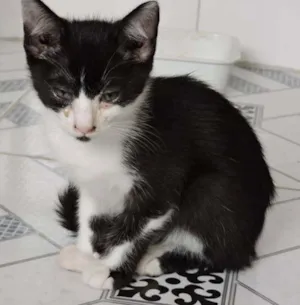 Gato raça vira-lata idade  nome pedro, luca, ed, nan