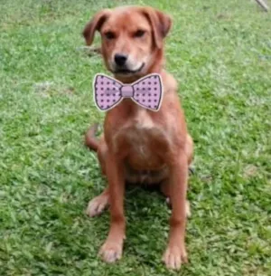 Cachorro raça SRD idade 7 a 11 meses nome Auau