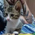 Nala