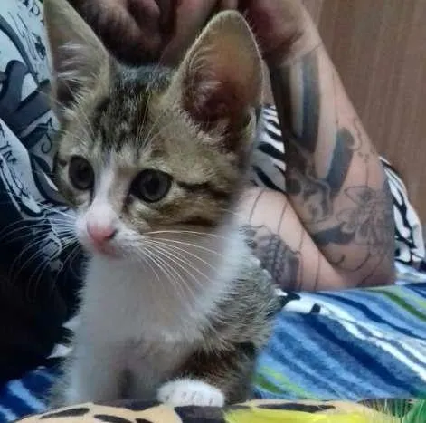 Gato ra a  idade 2 a 6 meses nome Nala