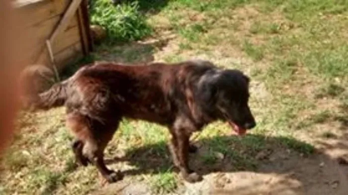 Cachorro ra a  idade 2 anos nome Pupi