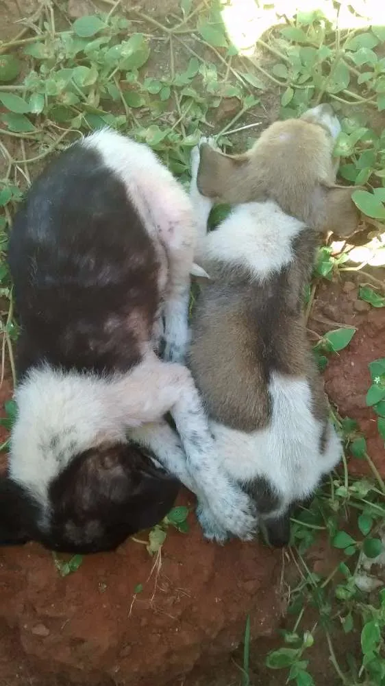 Cachorro ra a Vira lata idade 2 a 6 meses nome Nenhum