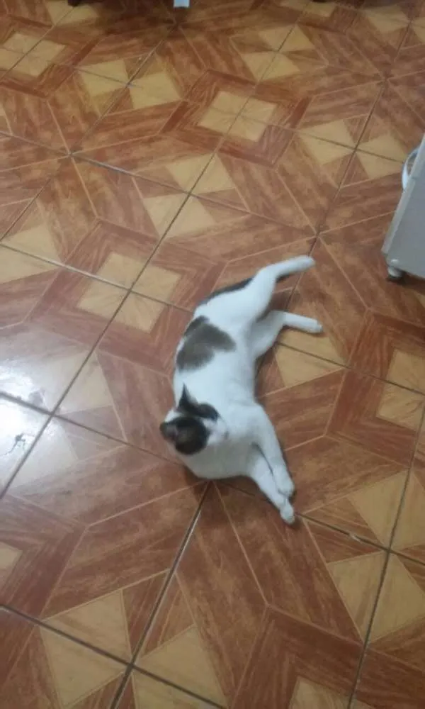 Gato ra a SRD idade 2 anos nome mustafa