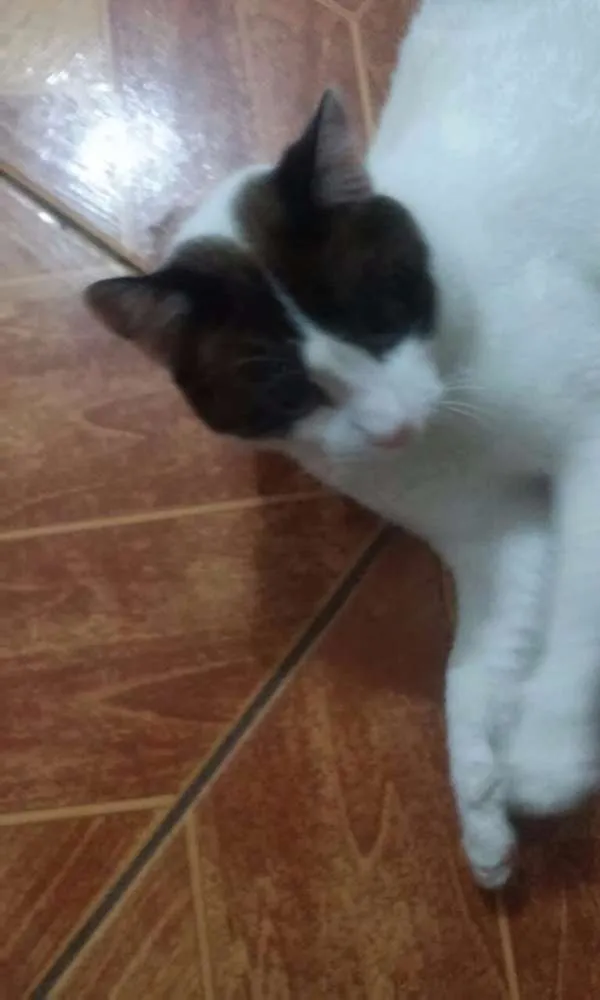 Gato ra a SRD idade 2 anos nome mustafa