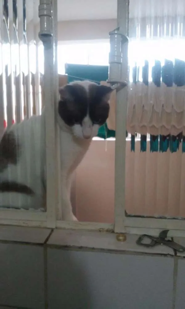 Gato ra a SRD idade 2 anos nome mustafa