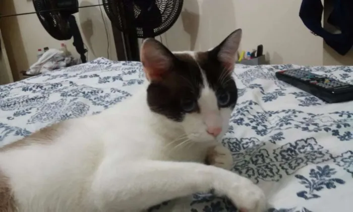 Gato ra a SRD idade 2 anos nome mustafa
