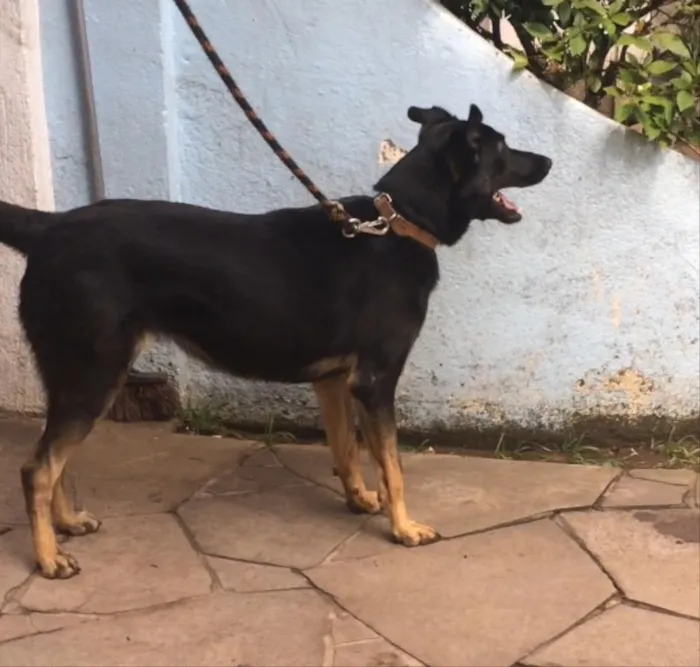 Cachorro ra a SRD idade 1 ano nome Bella