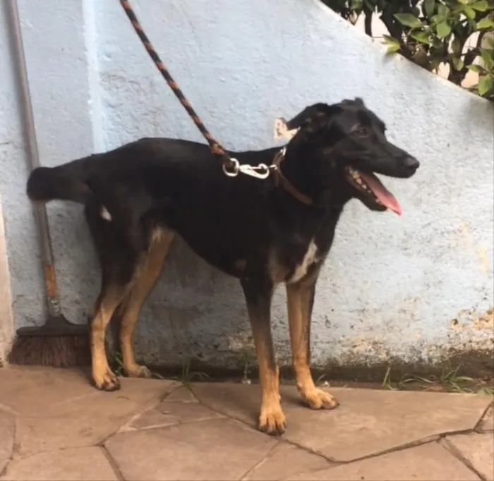 Cachorro ra a SRD idade 1 ano nome Bella
