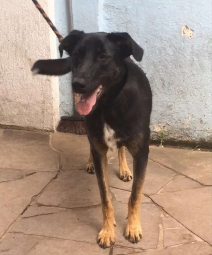 Cachorro ra a SRD idade 1 ano nome Bella