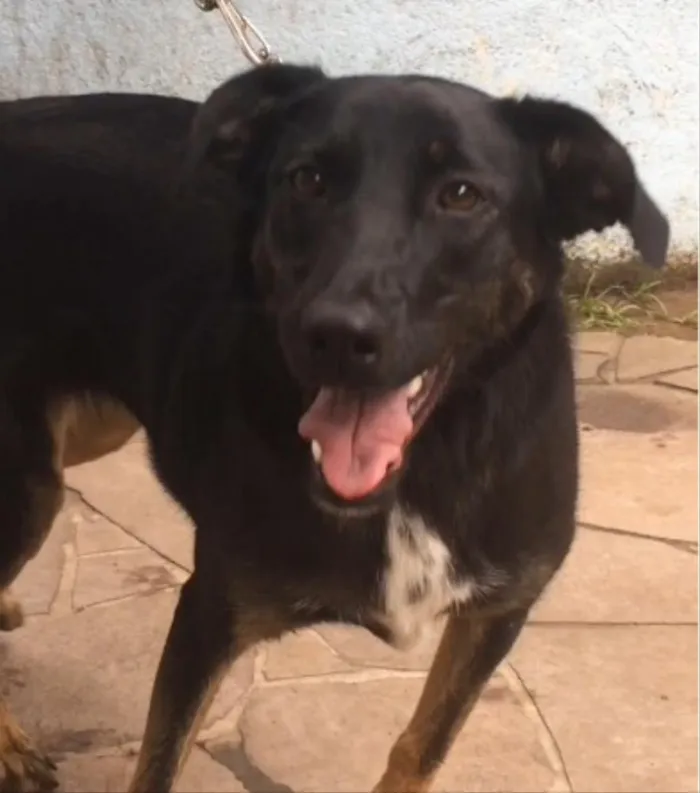 Cachorro ra a SRD idade 1 ano nome Bella