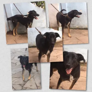 Cachorro raça SRD idade 1 ano nome Bella