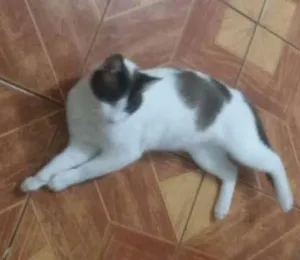 Gato raça SRD idade 2 anos nome mustafa