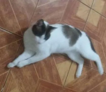Gato ra a SRD idade 2 anos nome mustafa