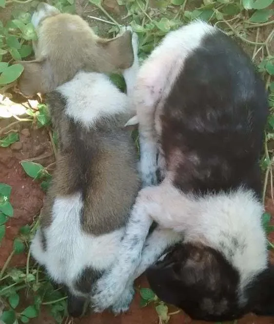 Cachorro ra a Vira lata idade 2 a 6 meses nome Nenhum