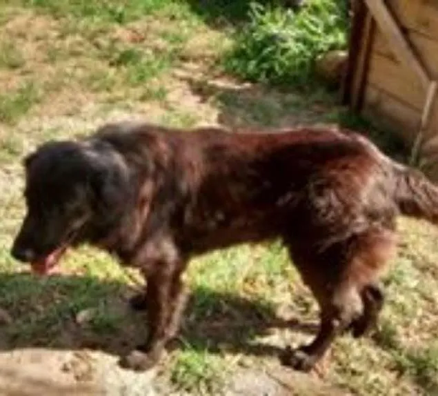 Cachorro ra a  idade 2 anos nome Pupi