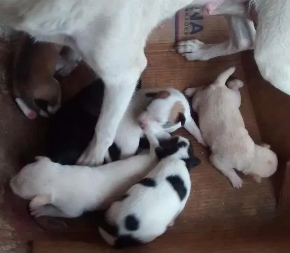 Cachorro ra a Srd idade Abaixo de 2 meses nome Ninhada de filhotes