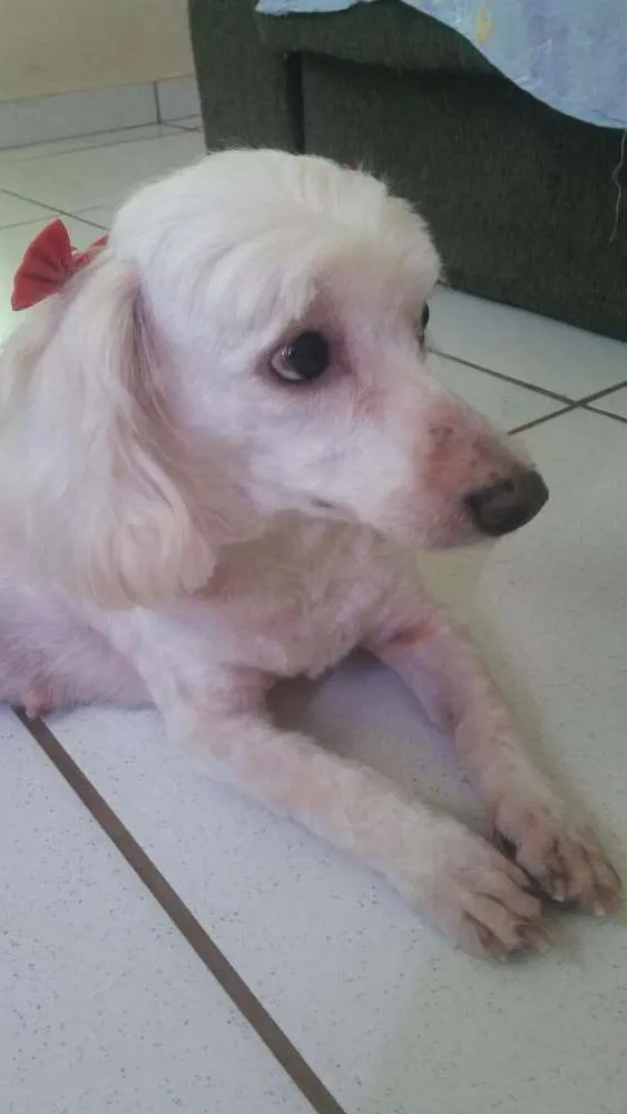 Cachorro ra a Poodle idade 5 anos nome Megui