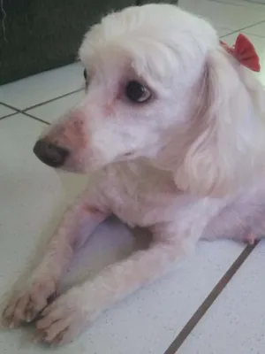 Cachorro raça Poodle idade 5 anos nome Megui