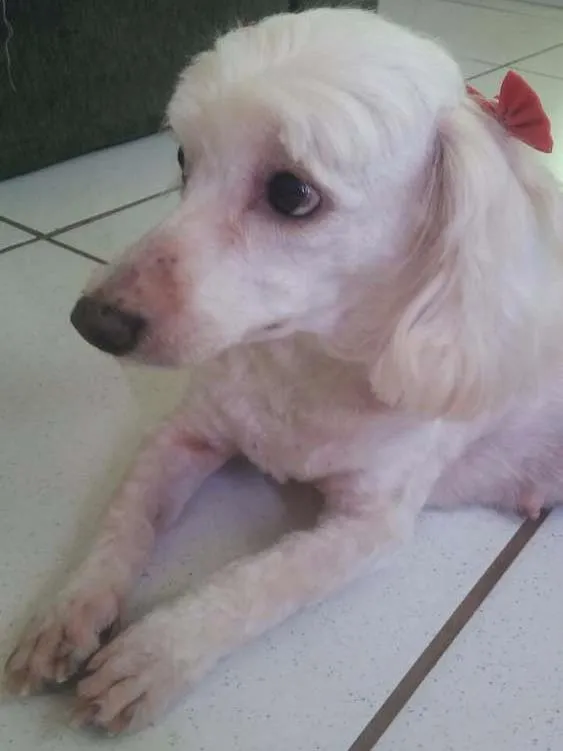 Cachorro ra a Poodle idade 5 anos nome Megui