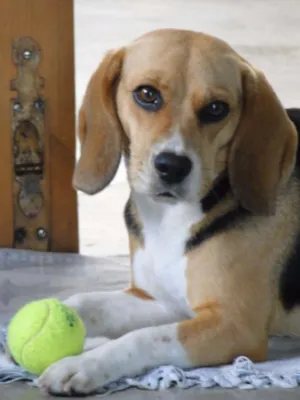 Cachorro raça Beagle idade 2 anos nome Cora Coralina