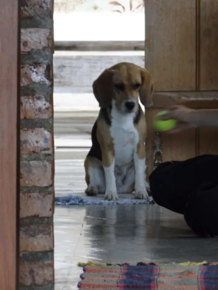 Cachorro raça Beagle idade 2 anos nome Cora Coralina