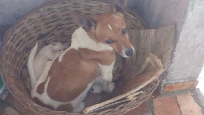 Cachorro ra a Fox Paulistinha idade 2 anos nome Princesa