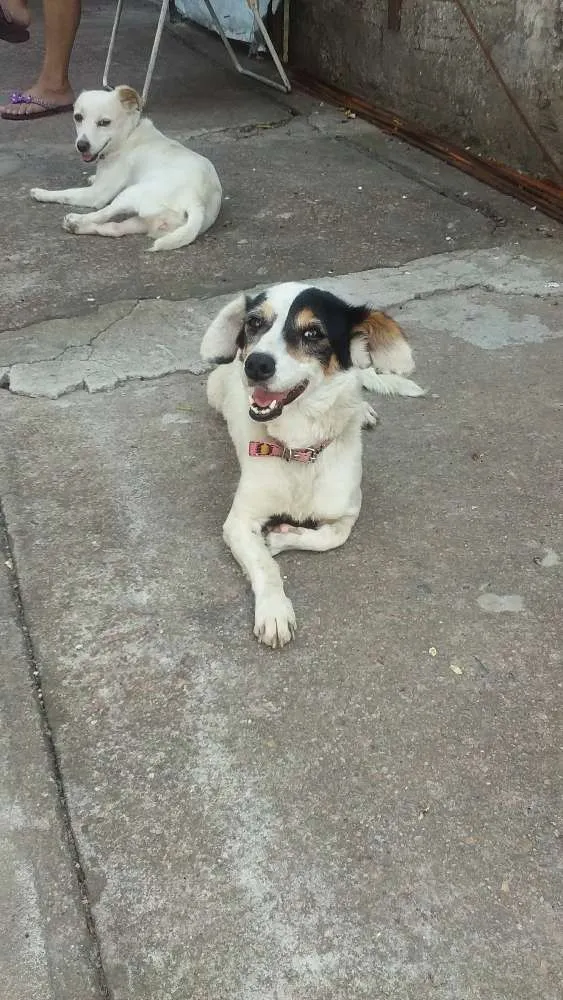 Cachorro ra a vira lata idade  nome lili e lulu