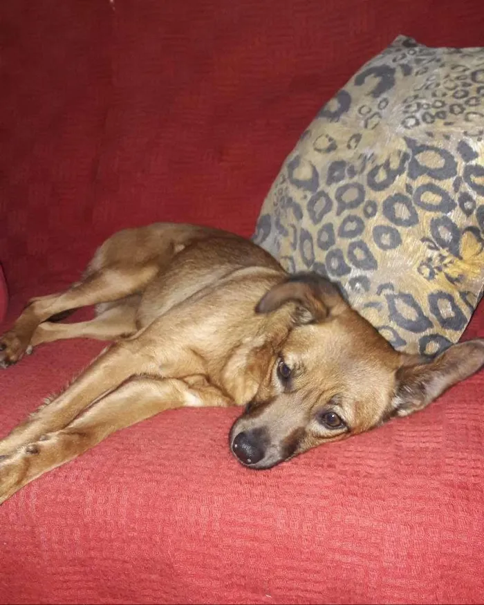 Cachorro ra a Vira lata  idade 1 ano nome Berenice 