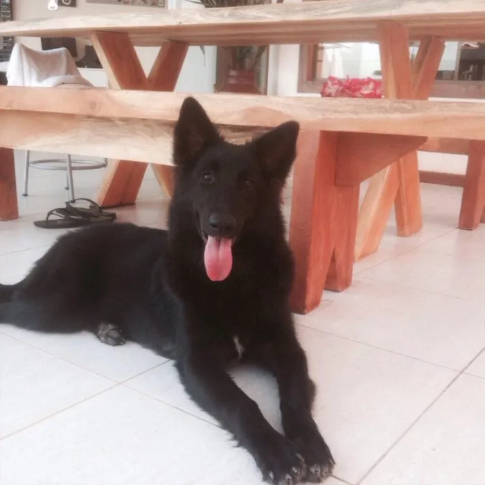 Cachorro ra a Pastor Belga idade 2 anos nome VECTRA