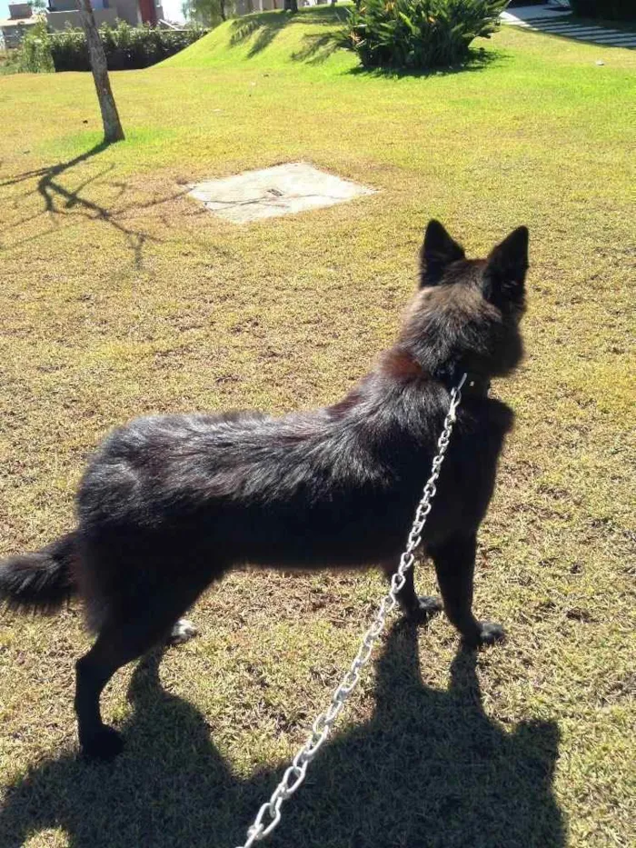 Cachorro ra a Pastor Belga idade 2 anos nome VECTRA