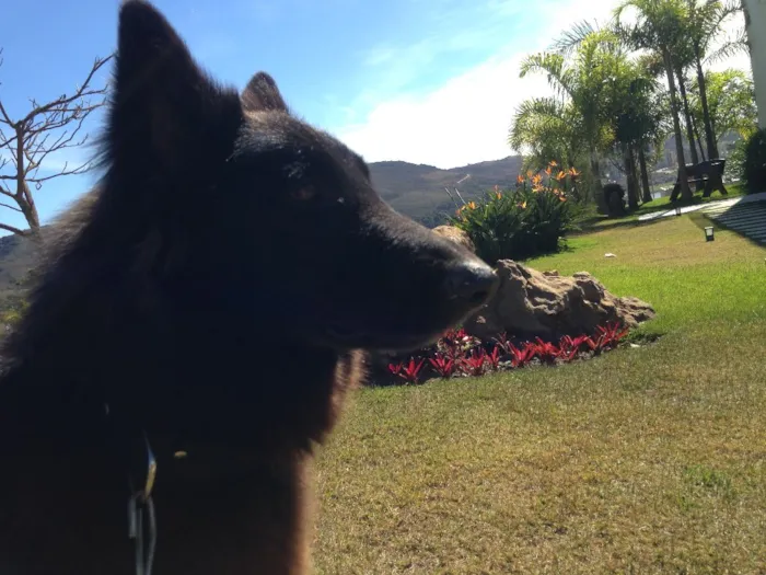 Cachorro ra a Pastor Belga idade 2 anos nome VECTRA