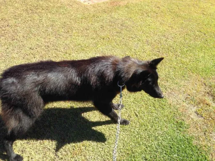 Cachorro ra a Pastor Belga idade 2 anos nome VECTRA