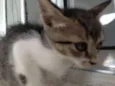 Gatinhos