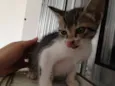 Gatinhos