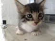 Gatinhos