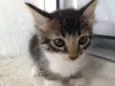 Gatinhos