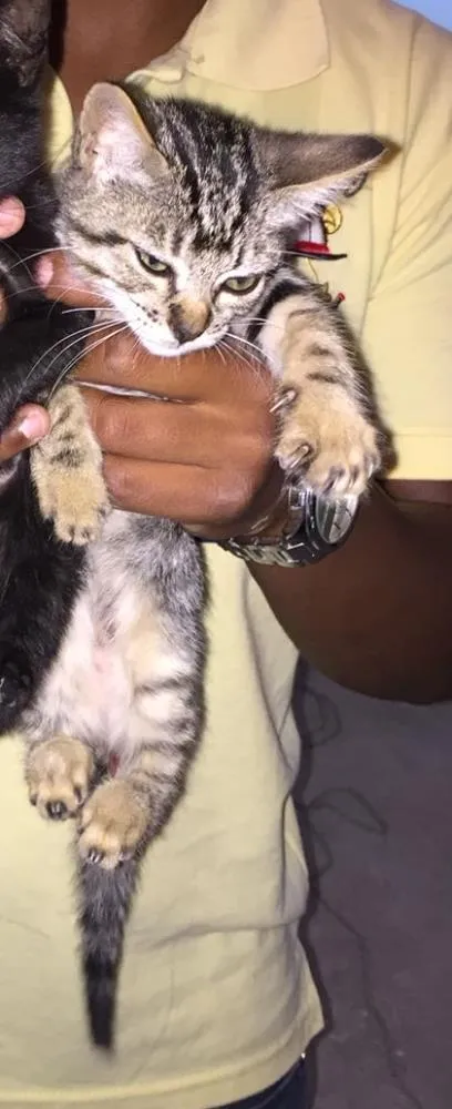 Gato raça Não tem idade Abaixo de 2 meses nome Tigresa